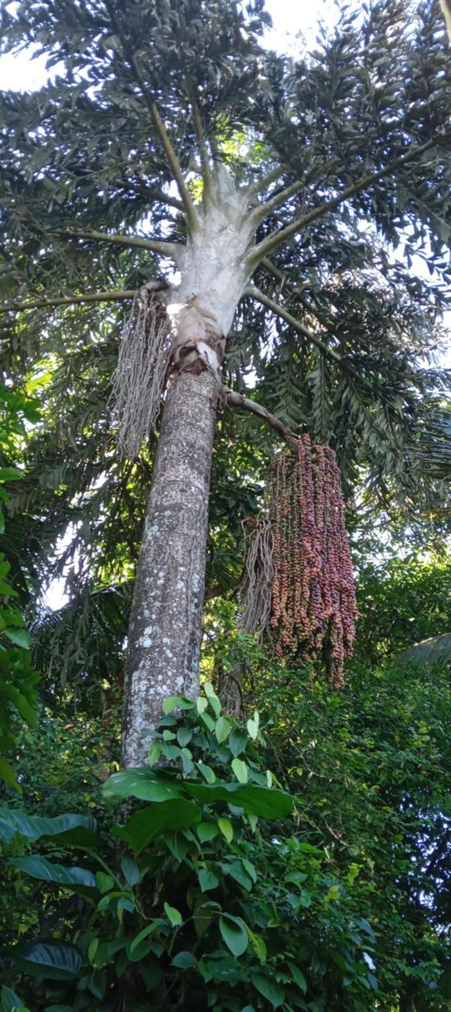 The Tenthola Kandy Szoba fotó